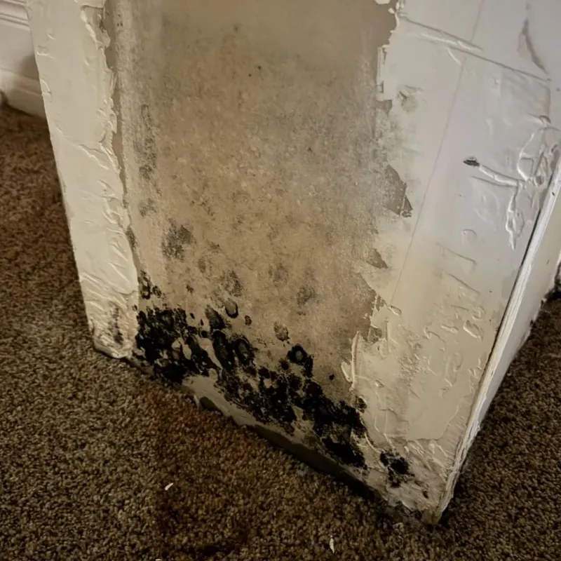 Professional Mold Removal in Lakeway, TX